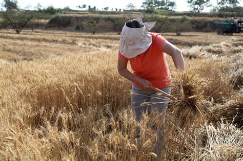 老农民在割麦子高清图片下载-正版图片507642821-摄图网