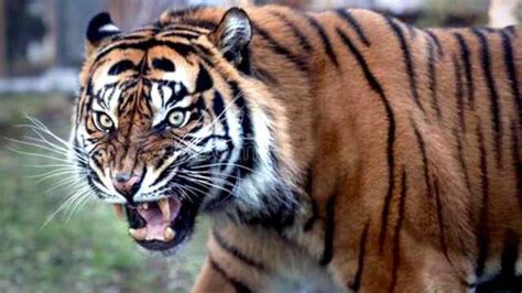 中国最大的老虎是谁(世界上最大的老虎，它是当之无愧的第一) | 人物集