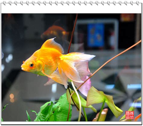 【观赏鱼摄影图片】鱼市生态摄影_寒江雪_太平洋电脑网摄影部落