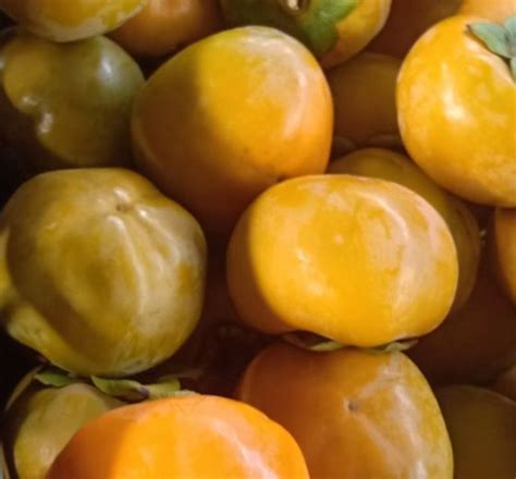 2017年山西临猗阳丰甜柿价格 - 有想法的农友都在这！