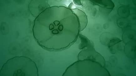 深海海蜇水母摄影图__海洋生物_生物世界_摄影图库_昵图网nipic.com