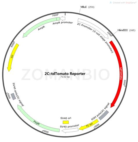 2C::tdTomato Reporter小鼠启动子质粒-北京庄盟国际生物基因科技有限公司