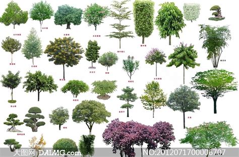 各种树木名称,200种树木名称,树的种类名称_大山谷图库