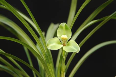 兰花的生长特性及其花语-168鲜花速递网