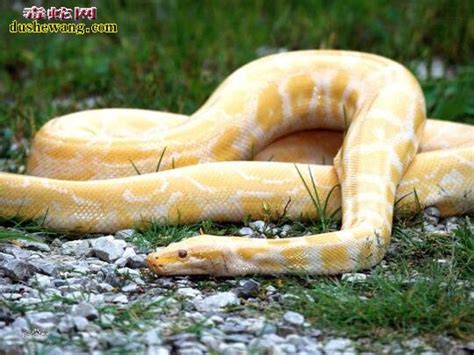 黄金蟒图片 黄金蟒蛇图片大全_蛇的图片_毒蛇网