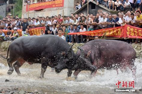 广西侗乡百年传统斗牛节吸引游客围观 - 今日新闻 梅州时空