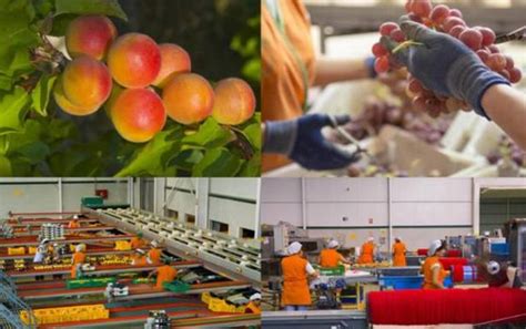 配送流程|水果批发|水果配送|水果配送公司|水果配送中心|水果批发价格