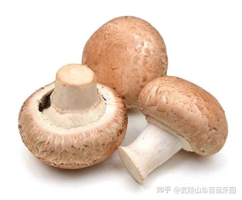 武陵山珍｜清洗新鲜香菇 干香菇的方法 - 知乎