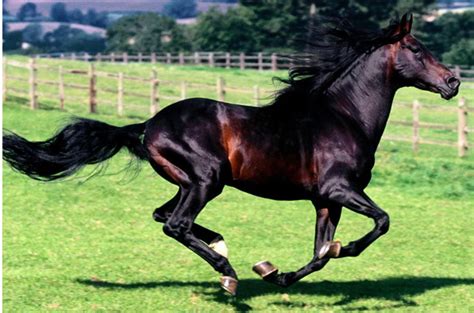 世界上最漂亮的10大名马，阿拉伯马排第二，第一被称黄金之马|名马|阿拉伯|鬓毛_新浪新闻
