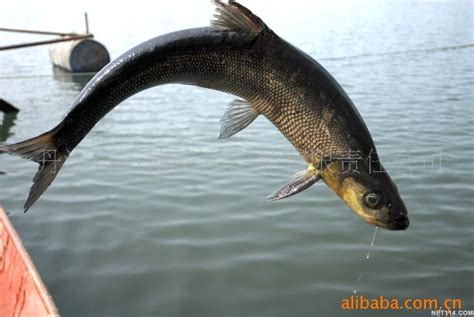 湖南常见淡水鱼,常见淡水鱼,中常见淡水鱼_大山谷图库