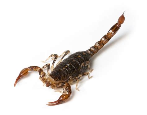 【蝎子图片】蝎子怀孕怎么看刚出生的蝎子的样子图片照片_蝎子养殖网