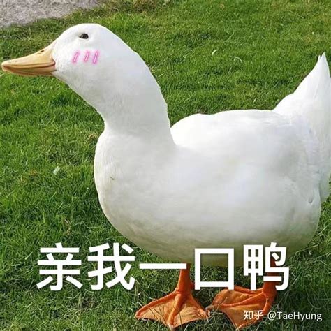 鸭子摄影图__家禽家畜_生物世界_摄影图库_昵图网nipic.com