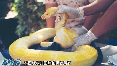 【黄金蟒】资料品种简介-蛇品种大全-毒蛇网