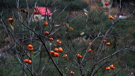秋天硕果累累的果树果园柿子mp4格式视频下载_正版视频编号778302-摄图网