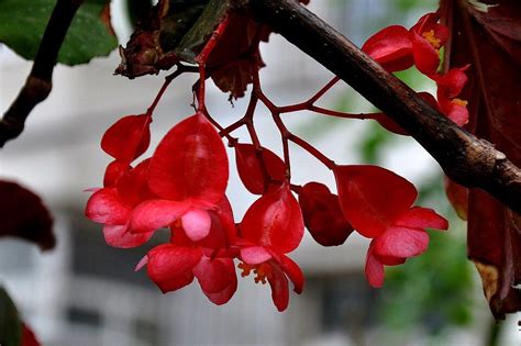 西府海棠的生长习性及其价值-168鲜花速递网