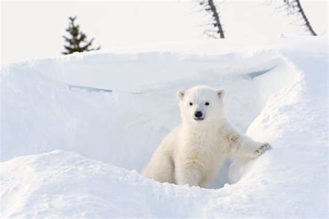 北极熊,水平画幅,马尼托巴湖,雪,企鹅,爪子,动物身体部位,户外,丘吉尔镇,熊摄影素材,汇图网www.huitu.com