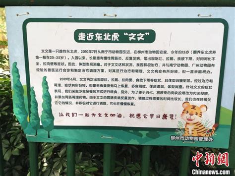 广西柳州动物园老虎骨瘦如柴 园方回应：长期患慢性肠胃炎