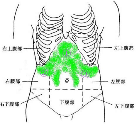 正常人体腹部解剖图谱-人体解剖图,_医学图库