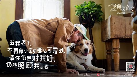 《一条狗的使命》：狗狗重生几世陪伴主人一生，陪伴是最长久的告白，让人泪目-英语趣配音