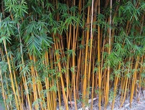 5种适合放在室内的观赏竹 - 花百科