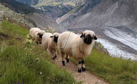 野生羊的祖先，欧洲盘羊（被人类驯养几千年/与狼祖先是亲戚）_探秘志