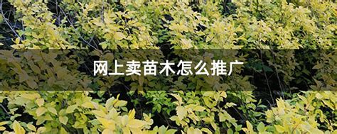 网上卖苗木怎么推广-致富经-中国花木网