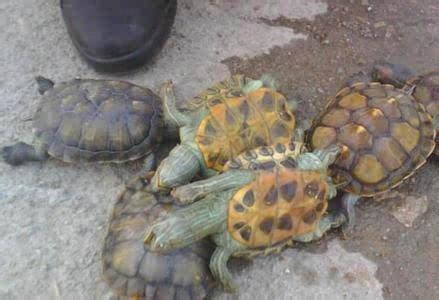龟友们可以让我看看你们的乌龟吗。？ - 知乎