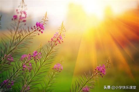 阳光图片,迎着早晨阳光的图片,阳光小清新意境_大山谷图库