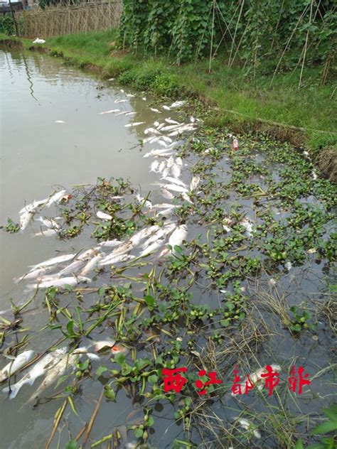 鱼塘现死鱼，污染来自哪里？