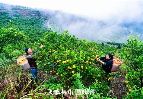 贵州罗甸：稻谷飘香田园美-人民图片网