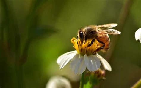蜜蜂的特点和品质是什么 - 匠子生活