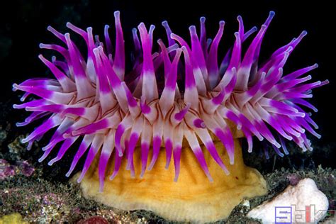 海葵是海洋的一组，海葵被分类在刺胞动物门，珊瑚虫纲，海葵亚纲进行教育。照片摄影图片_ID:302329504-Veer图库