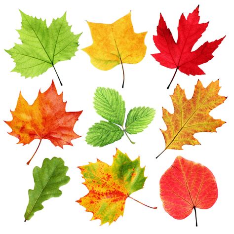 树叶图片-各式秋季树叶素材-高清图片-摄影照片-寻图免费打包下载