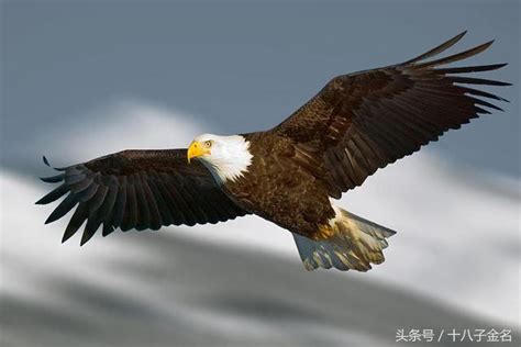 老鹰的时速有多快,老鹰最快速度,老鹰的最大速度是多少_大山谷图库