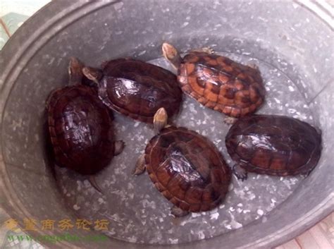 龟纹石供应 - 龟纹石 - 产品中心 - 灵璧县彭达园林石业
