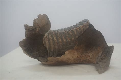 东方剑齿象左下颌M/2--M/3_ Stegodon orientalis _国家岩矿化石标本资源共享平台