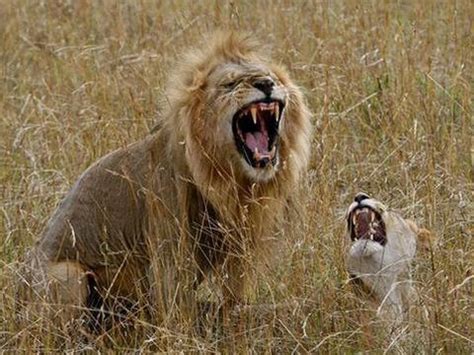 狮虎争斗！雄狮和老虎王者之战，狮子不幸战死沙场_腾讯视频