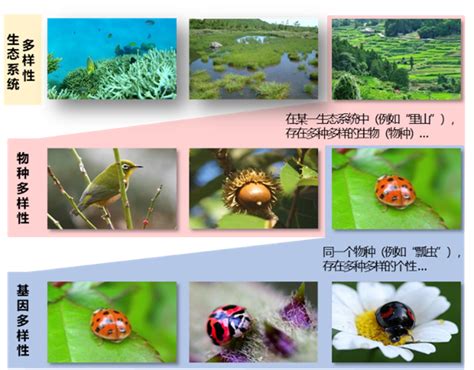 生物物种的多样性（课件 35PPT）-21世纪教育网