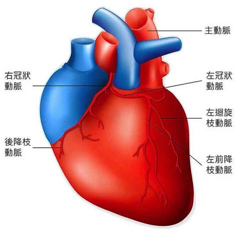 心主血脉 - 快懂百科