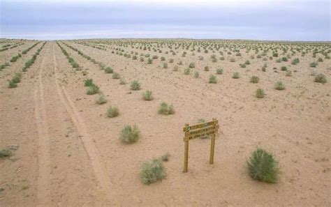 一三四团：21年种植梭梭15万亩 植绿沙漠- 八师-师团新闻-兵团胡杨网-新疆兵团新闻门户