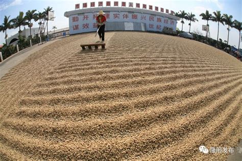 新寨咖啡香——保山市隆阳区打造“中国咖啡第一村”典型经验__财经头条