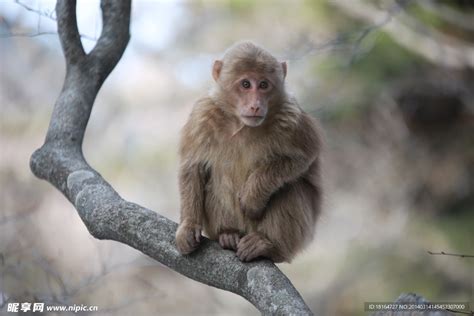 黄山短尾猴,陆地动物,动物摄影,摄影素材,汇图网www.huitu.com