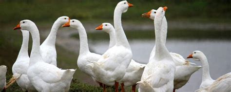 鹅和鸭有什么区别图片,鹅和鸭的区别,鸭头和鹅头的区别图片_大山谷图库