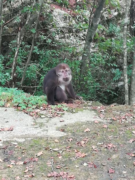 安徽黄山：“猴子”观海乐不思蜀_旅游频道_凤凰网