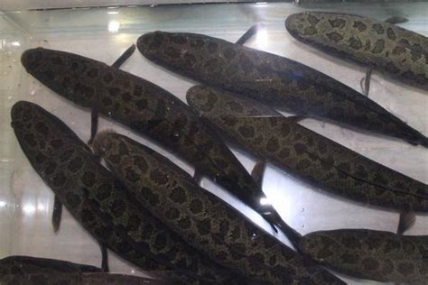 黑鱼是什么鱼（黑鱼的品种性质、生活习性及食用价值） - 东坡网
