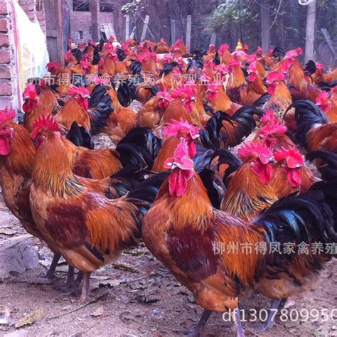 纯种黑瑶鸡-广西邱威禽苗孵化集团有限公司
