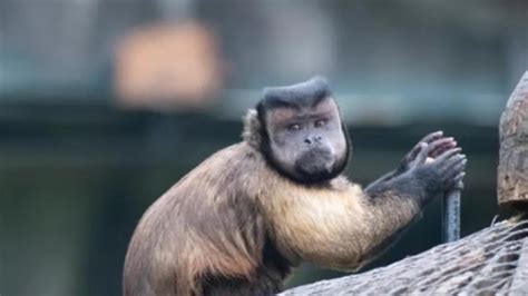 “国字脸”猴很稀奇？这个动物园里有18只_凤凰网视频_凤凰网