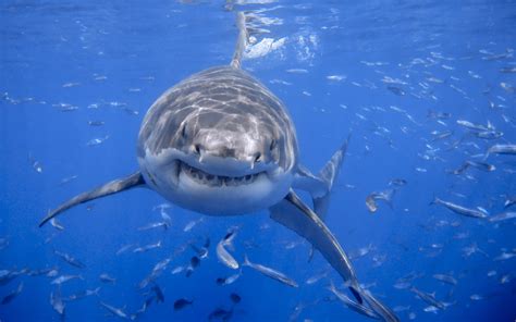 Tauchen mit dem weißen Hai: Ein Date mit Nervenkitzel - reisereporter.de