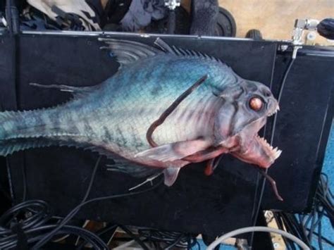 食人鱼3D剧照