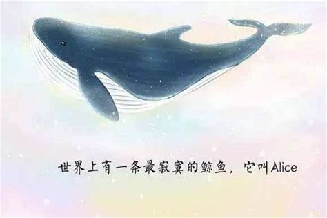 世界上最孤独的哑巴鲸鱼